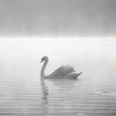 Swan Greeting Card | Putti Fine Furnishings 