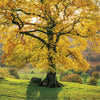 Autumn Tree Greeting Card | Putti Fine Furnishings