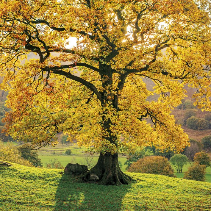 Autumn Tree Greeting Card | Putti Fine Furnishings 