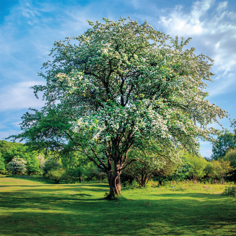 Hawthorn Tree Greeting Card