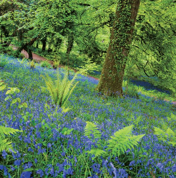Bluebell Forest Greeting Card
