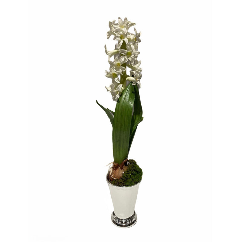 White Hyacinth in Silver Julep Cup