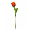Multicolor Tulip Stem