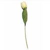 Blush White Tulip Stem