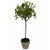 Sulivans Mini Leaf Topiary | Putti Fine Furnishings Canada 