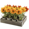 Assorted potted Sunflowers | Putti Fine Furnishings