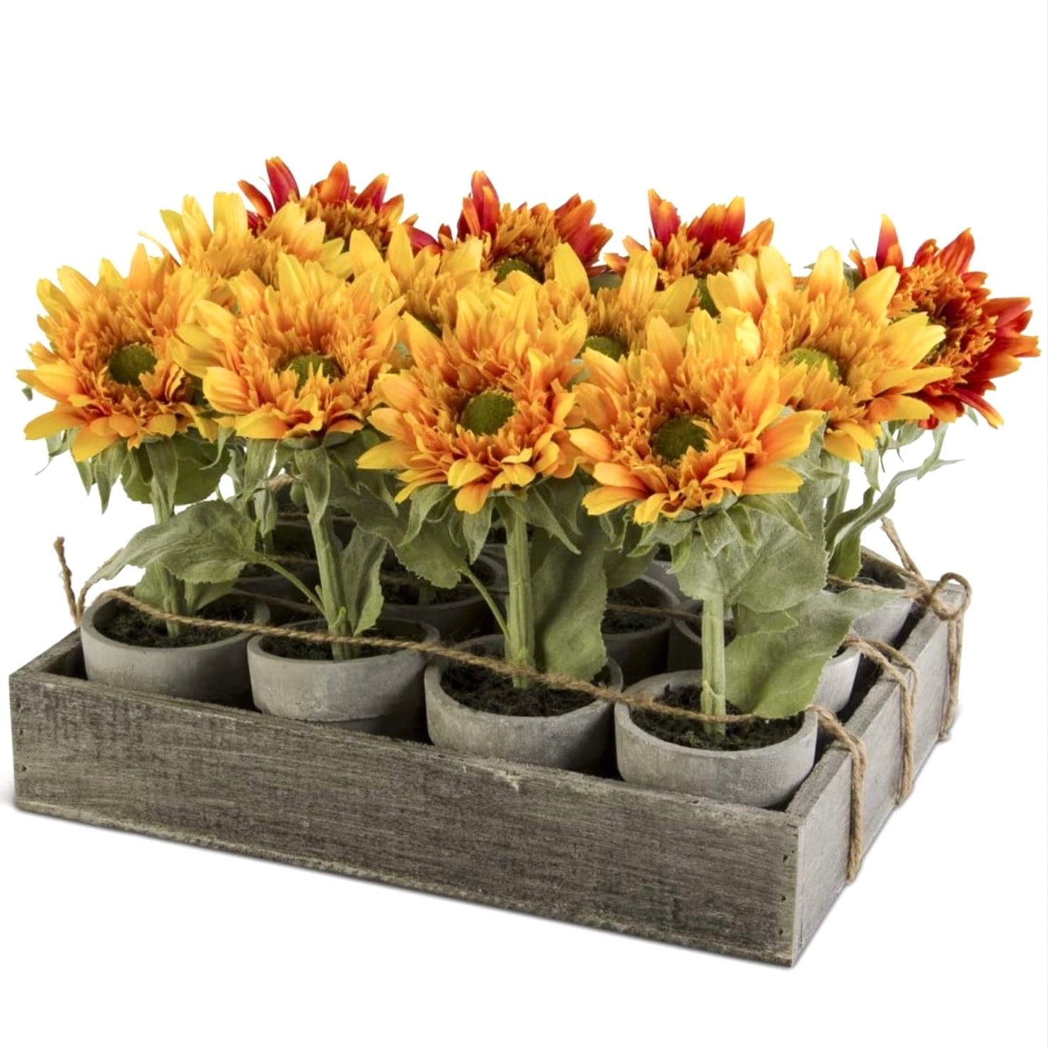 Assorted potted Sunflowers | Putti Fine Furnishings 