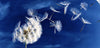 Aquarupella Dandilion Wishes Postcard with Envelope-stationary-JE-Jannex Enterprises-Putti Fine Furnishings