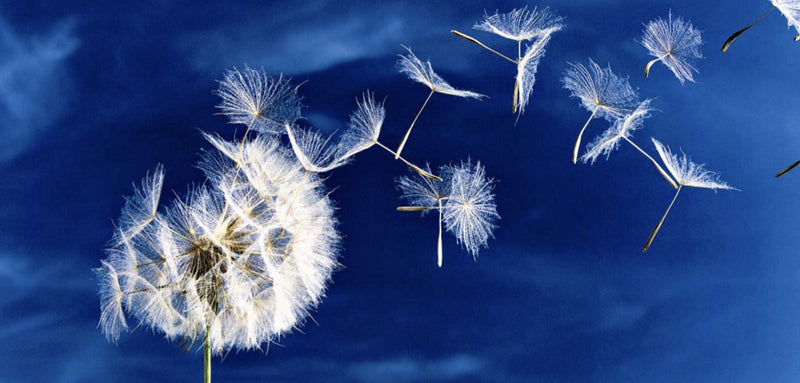 Aquarupella Dandilion Wishes Postcard with Envelope-stationary-JE-Jannex Enterprises-Putti Fine Furnishings