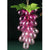  Purple Glass Grape Ornament, ST-Starlight Trading, Putti Fine Furnishings
