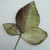  Miss Rose Sister Violet Velvet Leaves - Shaded Green, MRSV-Miss Rose Sister Violet, Putti Fine Furnishings
