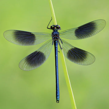 Dragonfly Greeting Card