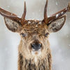 Wildlife Trust Buck Greeting Card