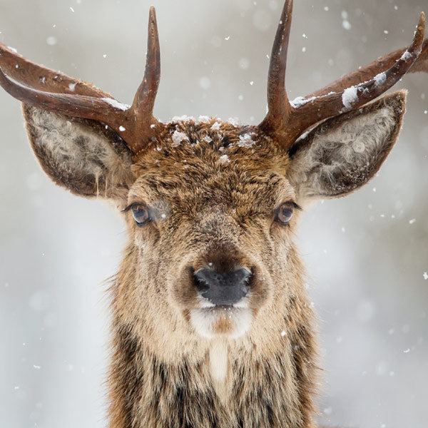 Wildlife Trust Buck Greeting Card