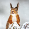 Wildlife Trust Red Squirrel Greeting Card | Putti Fine Furnishings
