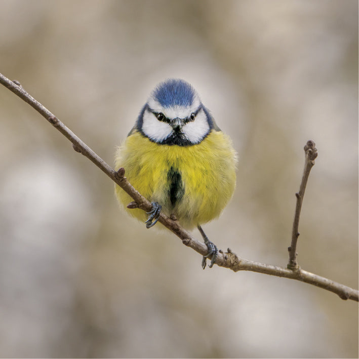 Blue Tit Greeting Card