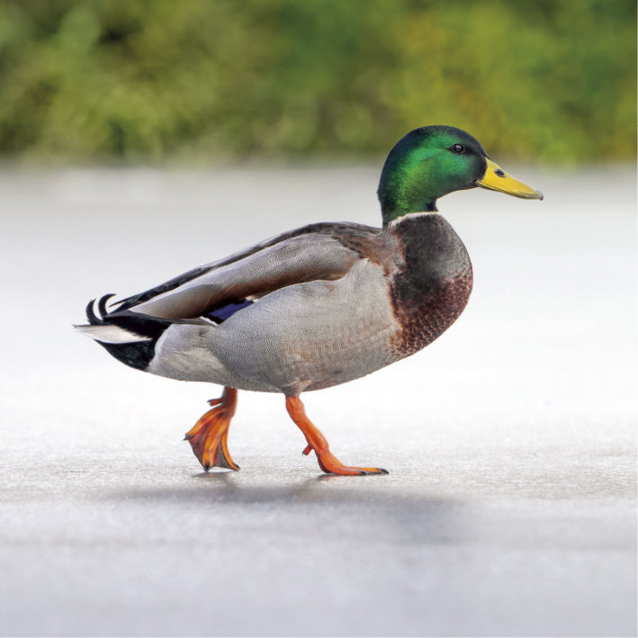 Mallard Greeting Card