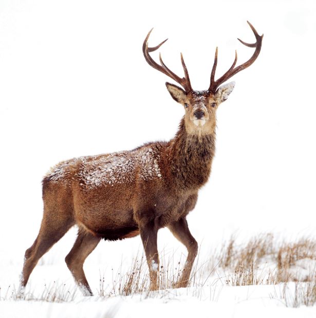Wildlife Trust Deer Greeting Card | Putti Fine Furnishings 