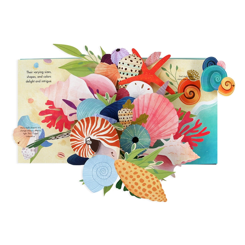 Up With Paper - Shells: A Pop-Up Book Of Wonder | Putti Fine Furnishings 