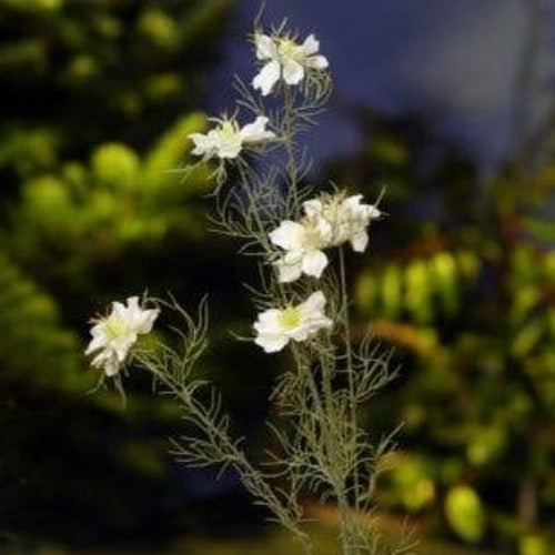 White Love in the Mist