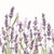 Lavender Shades White Paper Napkin - Cocktail