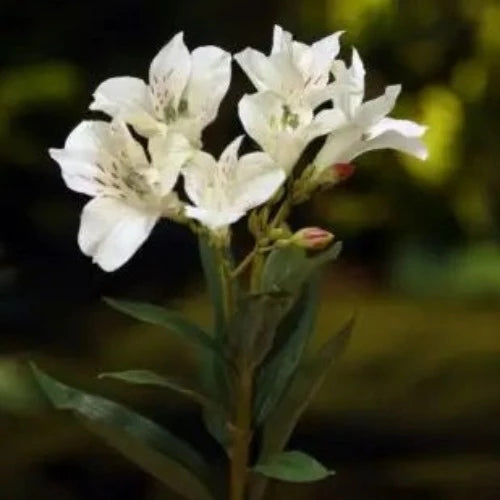 White Alstroemeria Lily