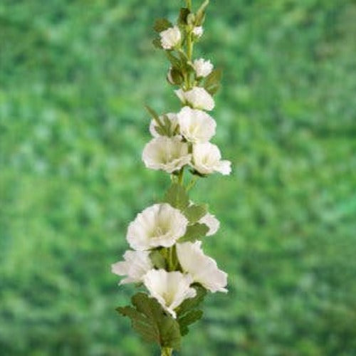 White Hollyhock