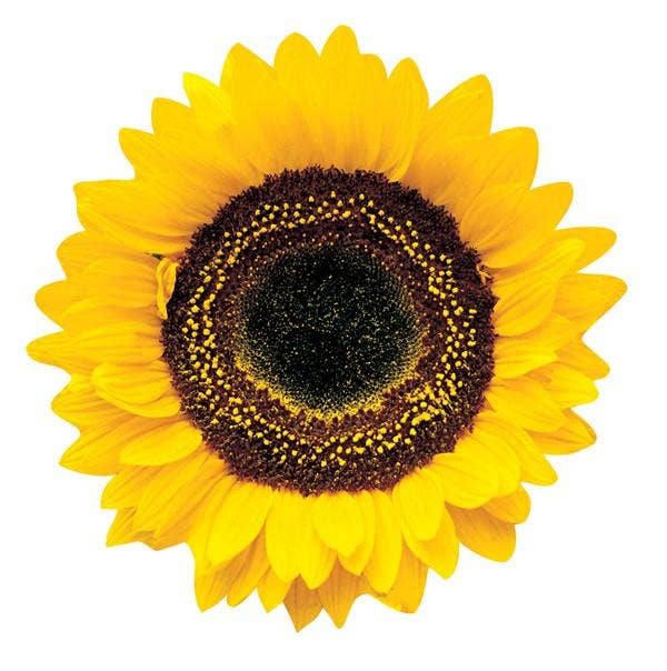 Sunflower Blank Diecut Card