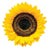 Sunflower Blank Diecut Card