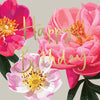 Wild Rose "Happy Birthday" Greeting Card