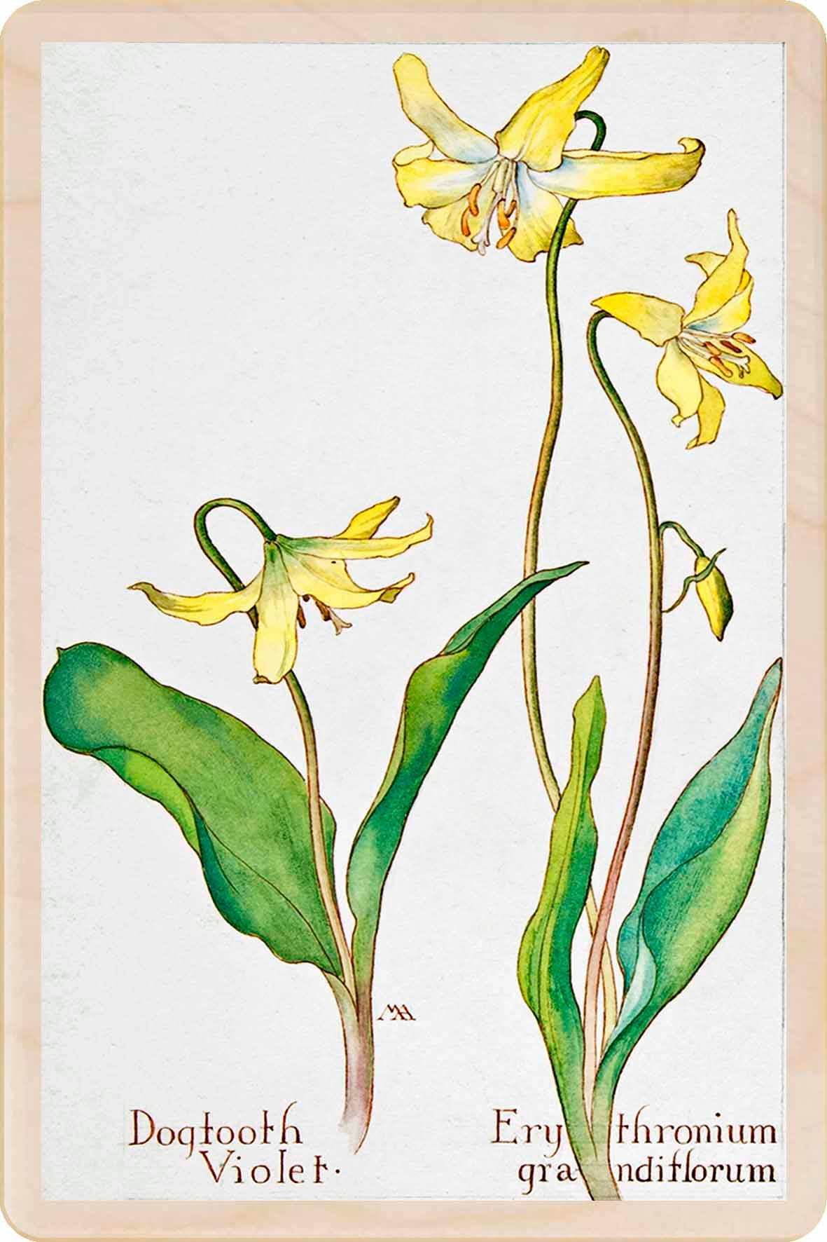 Dogtooth Wood Magnet