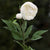 White Japanese Frilled Peony with Bud