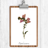 Foxglove Botanical Print