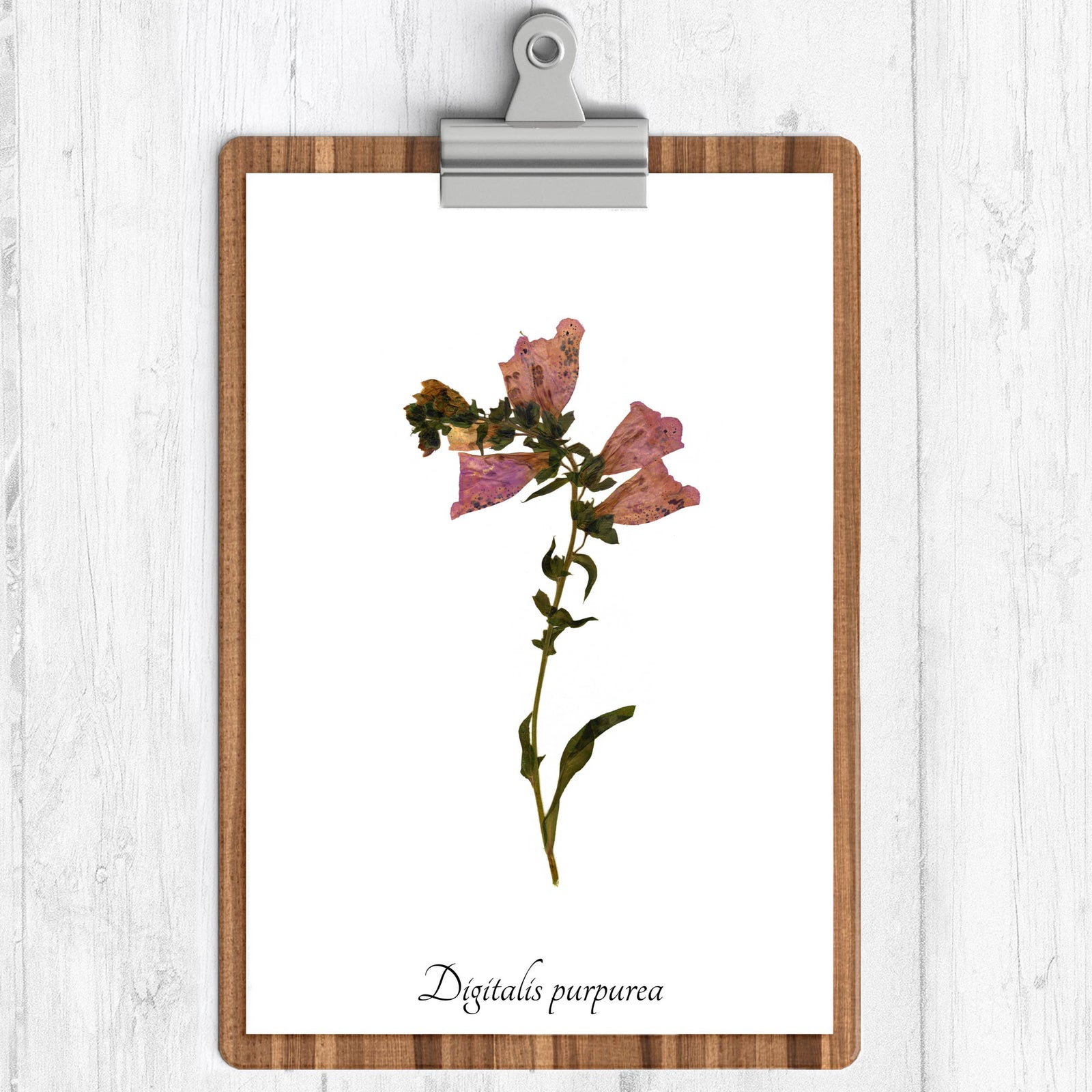 Foxglove Botanical Print