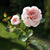 Blush Pink Old English Rose with Bud
