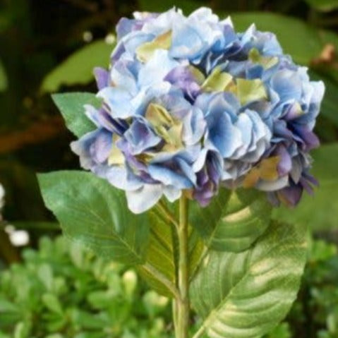 Blue Mauve Hydrangea