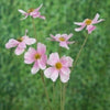 Pale Pink Cosmos Daisy