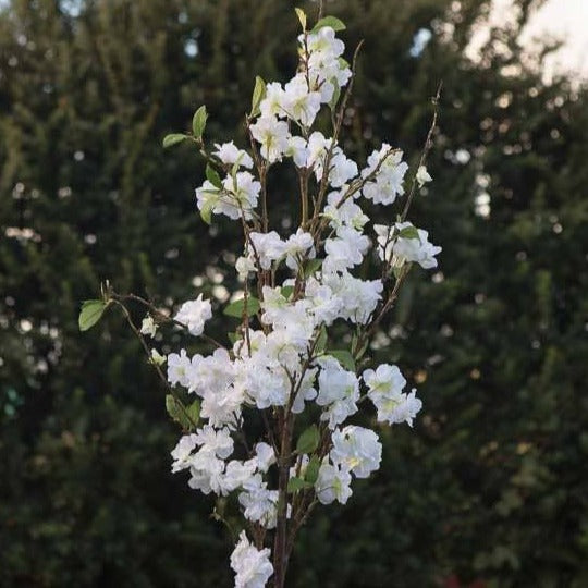 White Cherry Blossom Branches