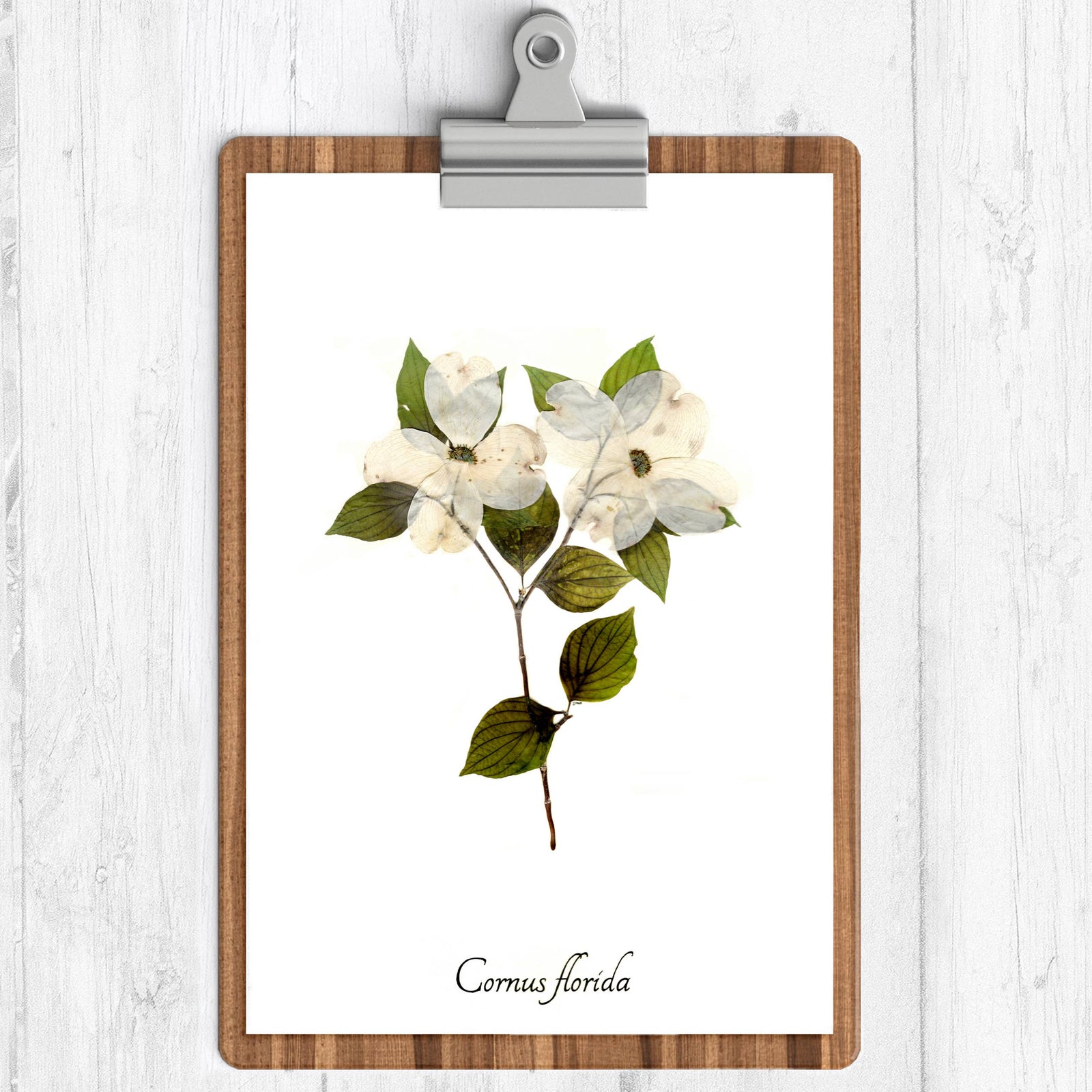 Dogwood Botanical Print