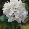 White Hydrangea