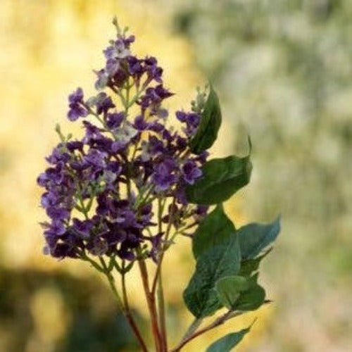 Mauve Long Lilac Stems