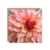Floral Penhill Watermelon Dahlia Card