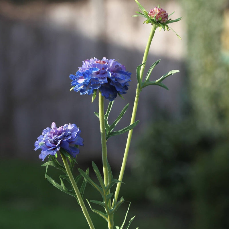 Blue Cornflower