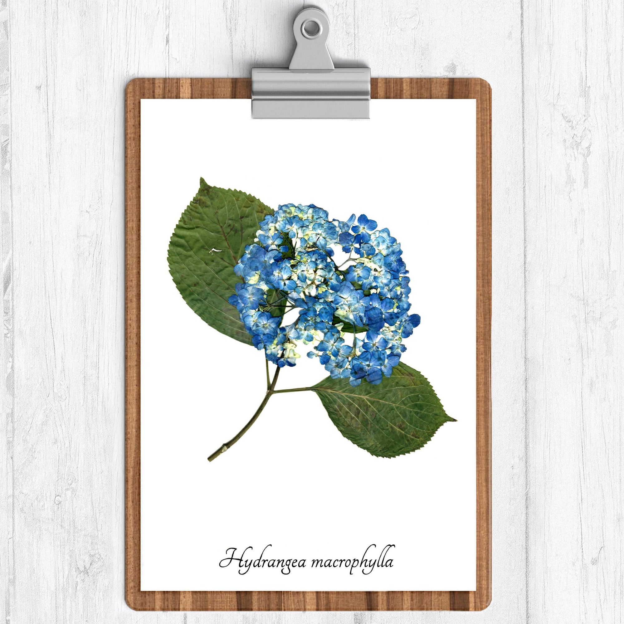 Blue Hydrangea Botanical Print