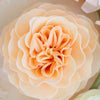 A'marie's Bath Flower Shop - Clementine Bathing Petal Soap Flower | Putti Canada