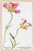 Butterfly Tulip Wood Magnet