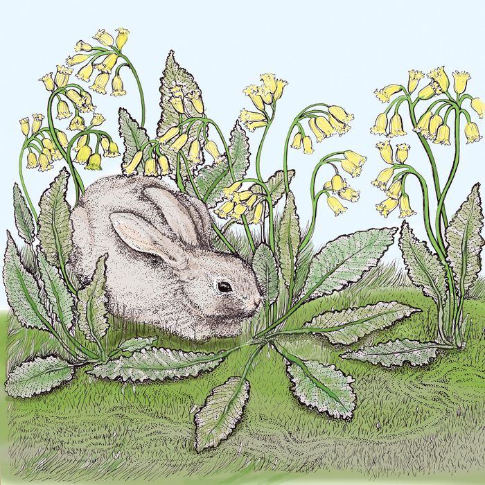 Fay's Studio Rabbits and Cowslips Greeting Card | Putti Fine Furnishings 