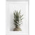 Pineapple Framed Print