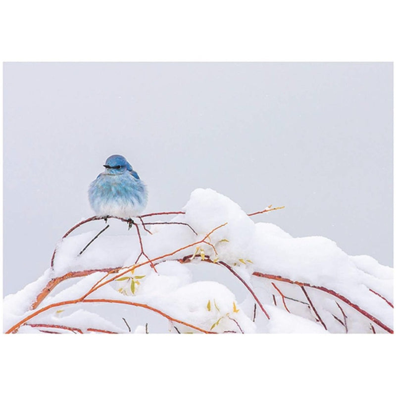 Blue Bird on Branches Boxed Christmas Cards | Putti Christmas Celebrations 