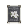 Poinsettia Framed Print